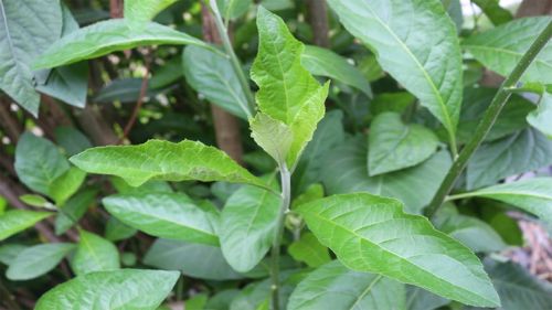 Cây Mật gấu